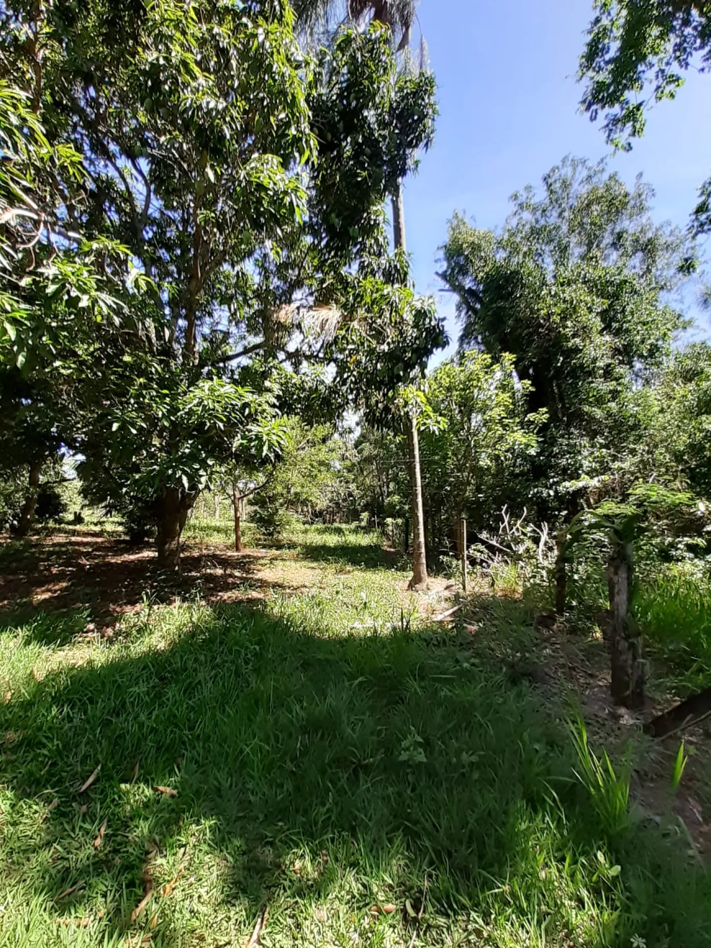 Rural / Sítio em Ribeirão Bonito 